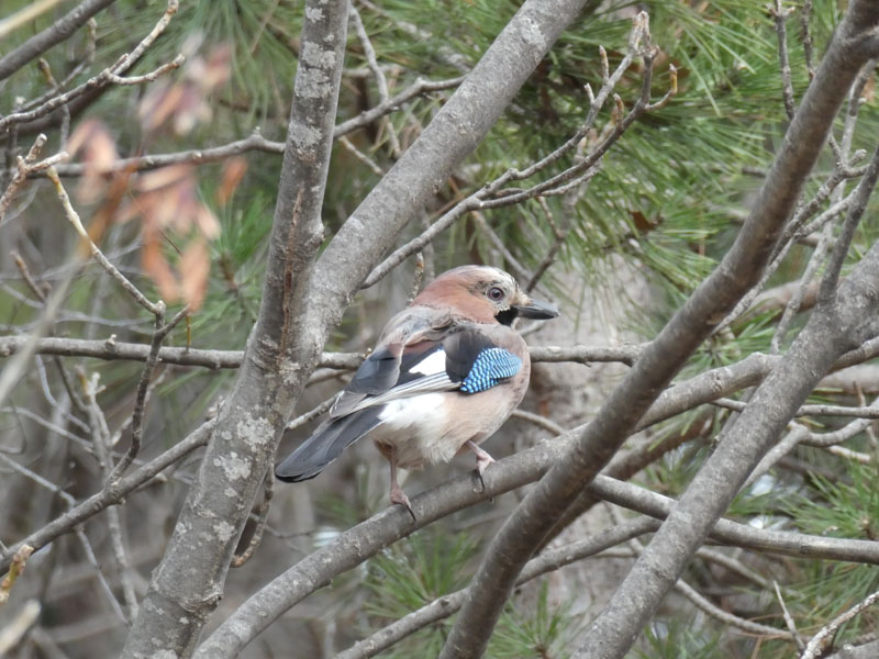 Garrulus glandarius - Corvidae